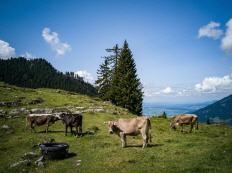 wandern schweiz glarnerland kerenzerberg